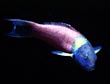 Paddlefin Wrasse
